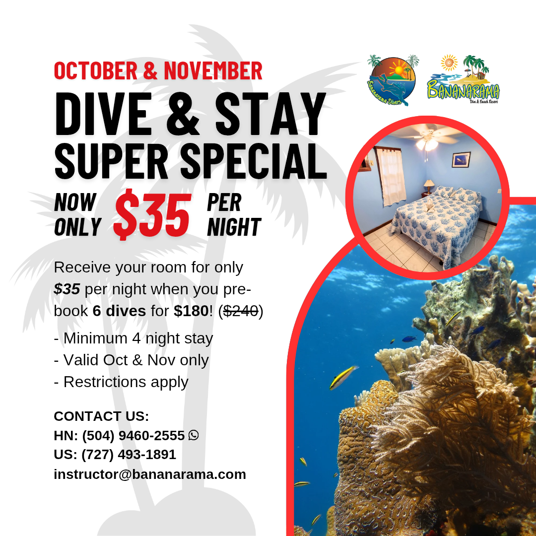 Dive & Stay Oct_Nov_20251022_154625_0000